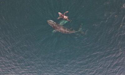 AVISTAMIENTO DE BALLENAS EN IXTAPA-ZIHUATANEJO