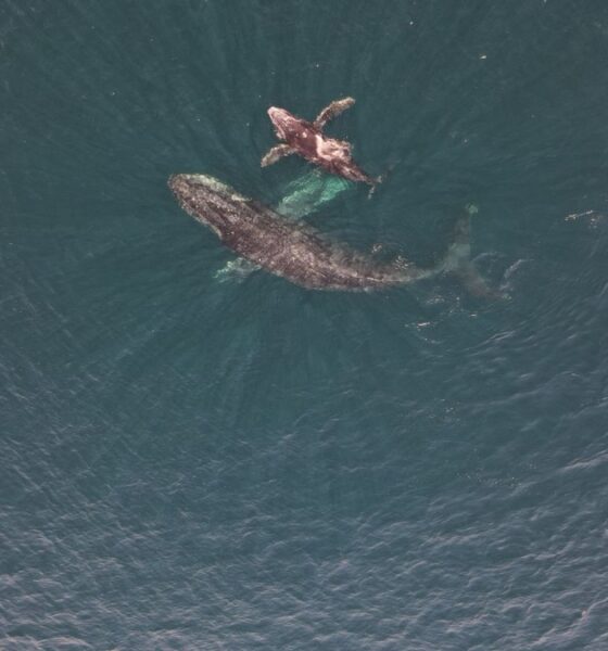 AVISTAMIENTO DE BALLENAS EN IXTAPA-ZIHUATANEJO