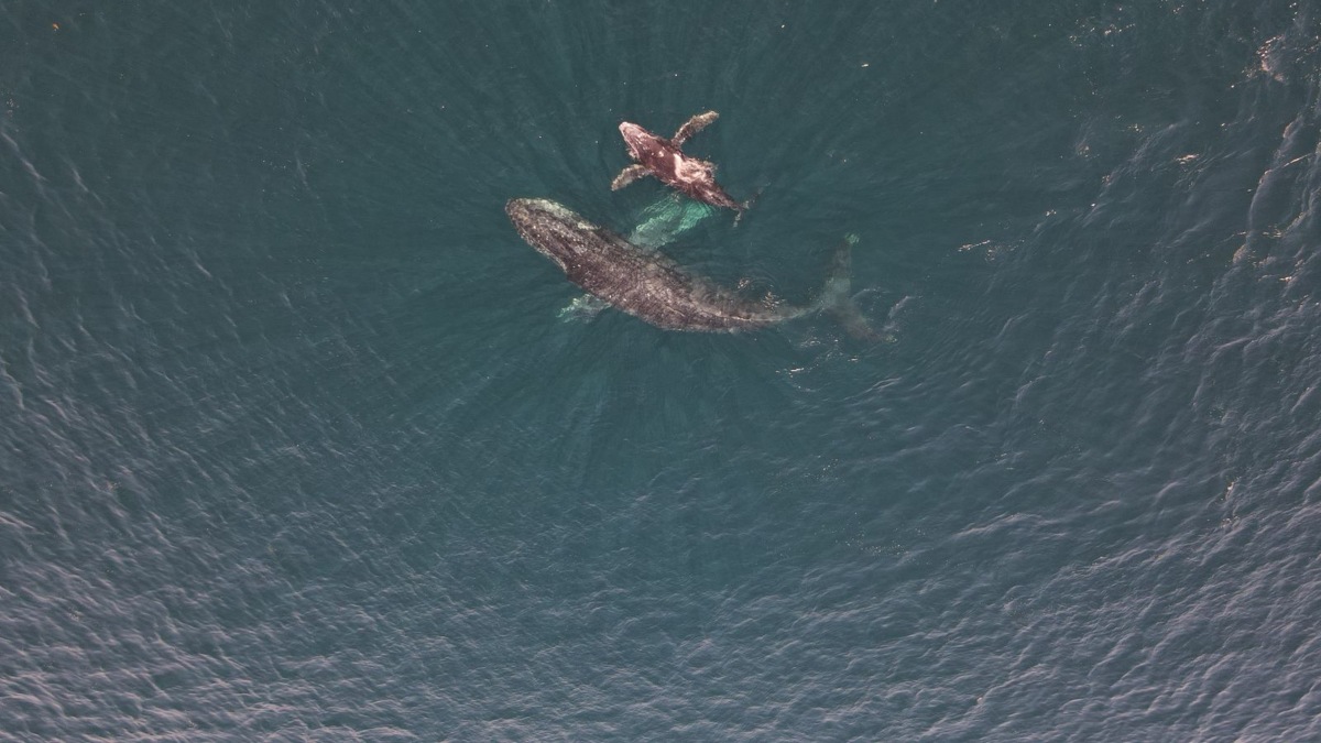 AVISTAMIENTO DE BALLENAS EN IXTAPA-ZIHUATANEJO