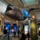 SMITHSONIAN SLEEPOVER, PIJAMADA EN EL MUSEO
