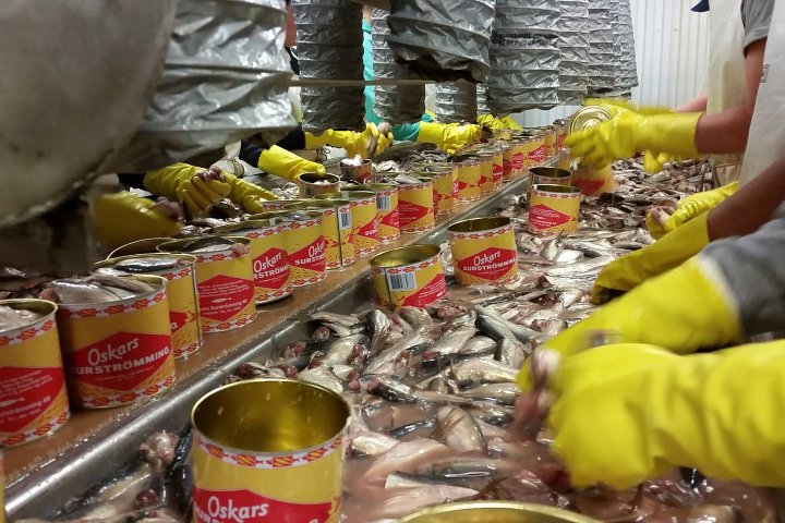 1. Fábrica de surströmming. Foto - Oskars Surströmming (Facebook)