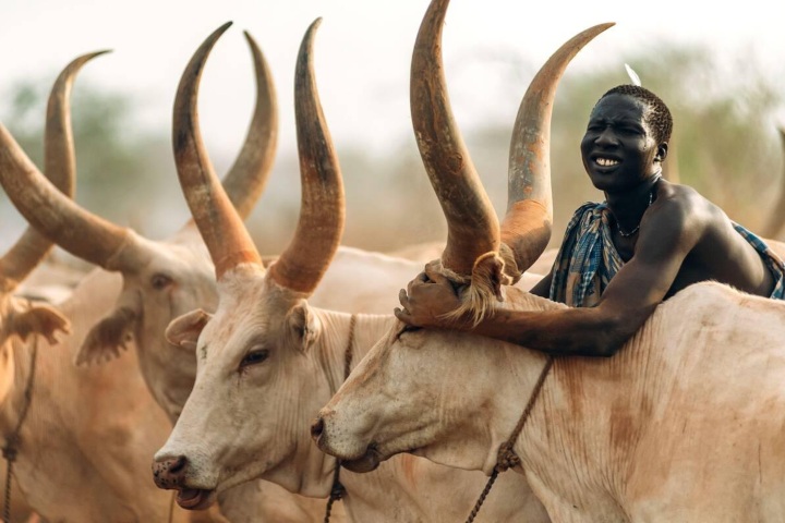1. Mundari con vaca. Foto - Alamy