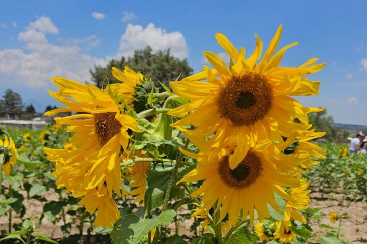 Campo de Girasoles. Foto - Archivo Rehiletes