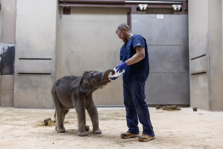 Elefante bebe Linh Mai. Foto - Archivo Washington DC