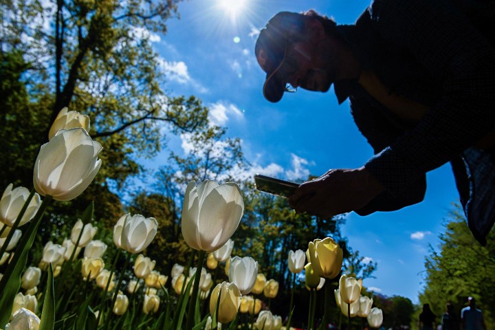3. Visitante mirando tulipanes en Keukenhof. Foto - Getty Images