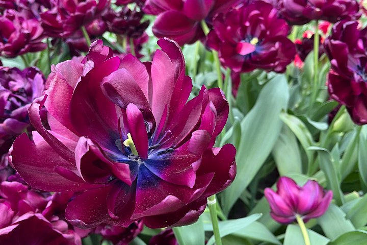 4. “Queen of Night”: tulipán negro. Foto - Maffer Aldana