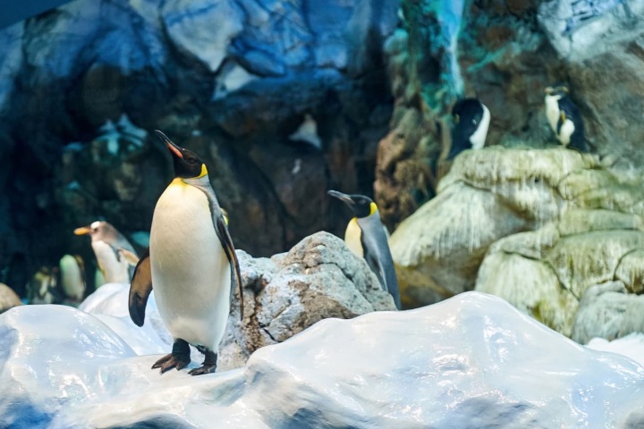 4. Pingüinos en El Palacio de Hielo Congelado. Foto - VinWonders