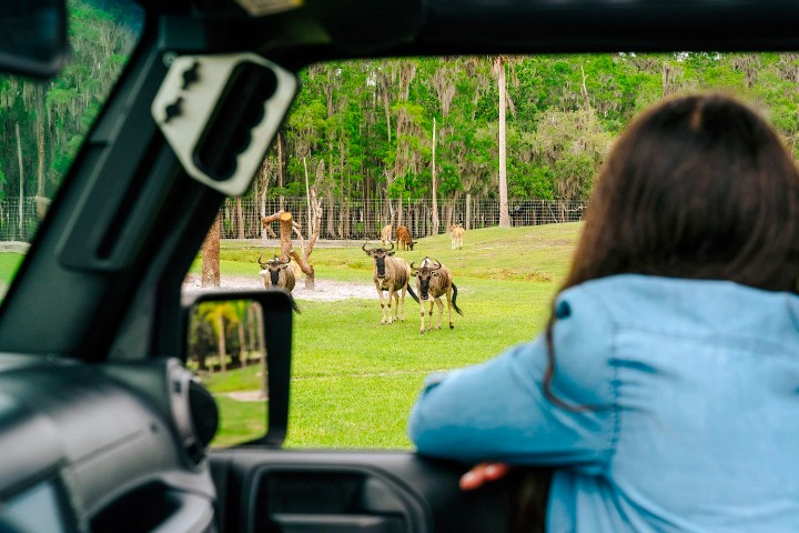 4. Safari en Wild Florida Adventure Park. Foto - Orlando Attractions