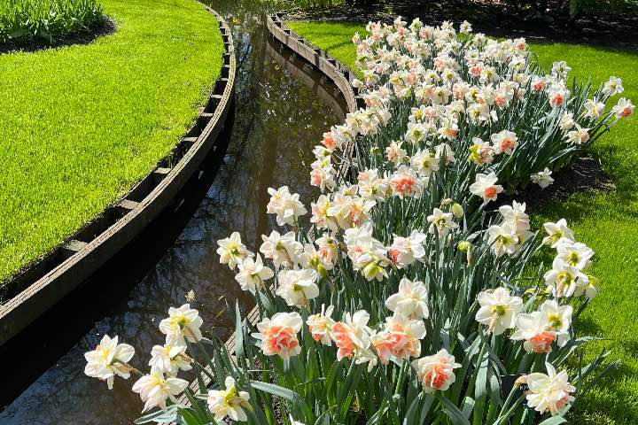 5. Narcisos blancos de copa grande junto a canal. Foto - Maffer Aldana