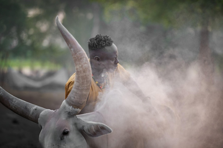 5. Masaje de ceniza a vaca Ankole-Watusi. Foto - Getty Images
