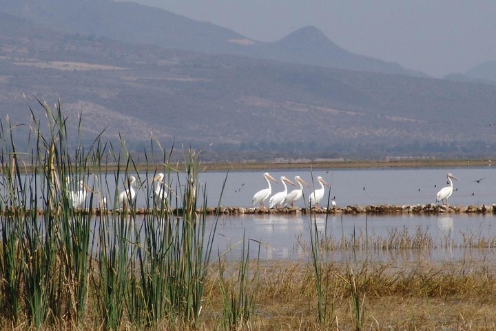 5. Pelícanos en la Laguna de Sayula. Foto - Visita México