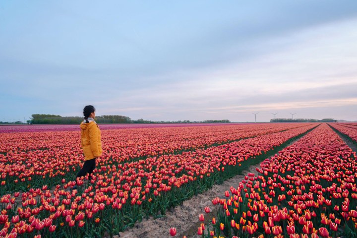 6. Viajera en Keukenhof. Foto - Getty Images