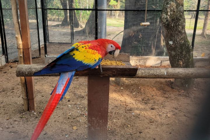 7. Guacamaya. Foto - Rehiletes
