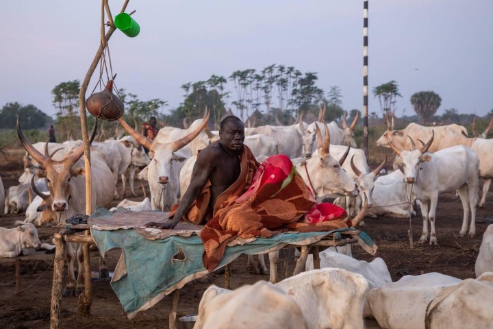 8. Mundari descansando entre vacas. Foto - Alamy