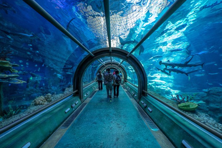 8. Tunel en el Acuario Sea Shell. Foto - VinWonders Phú Quốc (Facebook)