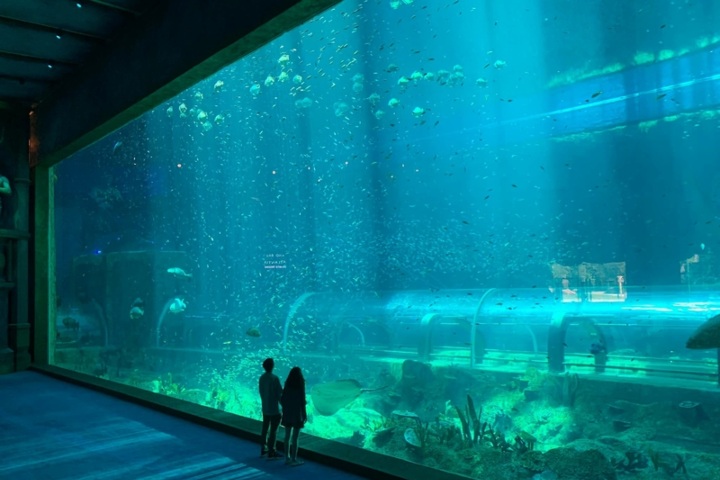 EXTRA. Pareja en el Acuario Sea Shell. Foto - VinWonders