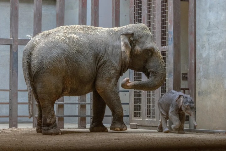 Elefante bebe Linh Mai con su mamá. Foto - @gettyimages (Instagram)