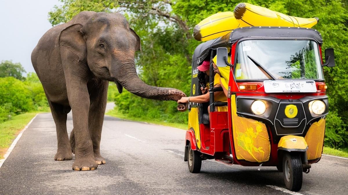 TUKTUK TOURNAMENT EN SRI LANKA