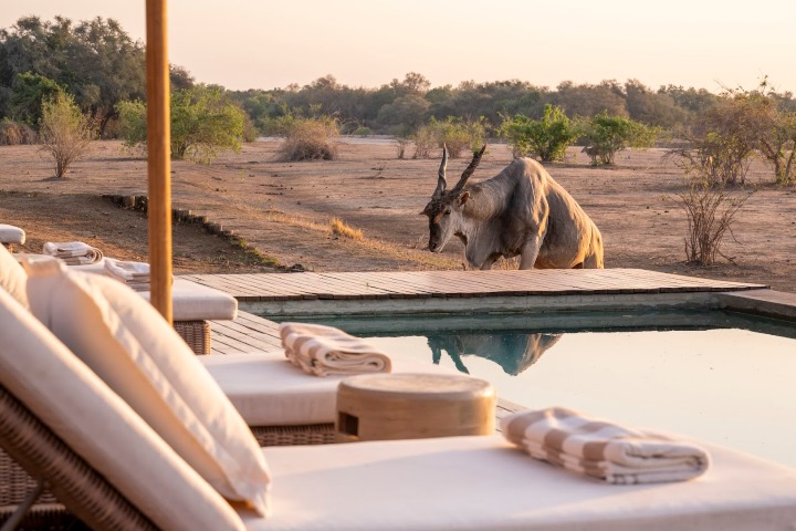 1. Antílope eland en el campamento Wilderness Chikwenya. Foto - Archivo Wilderness