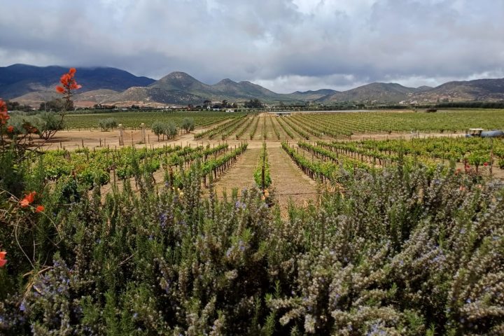 1. Viñedo en el Valle de Guadalupe. Foto - Archivo Rehiletes
