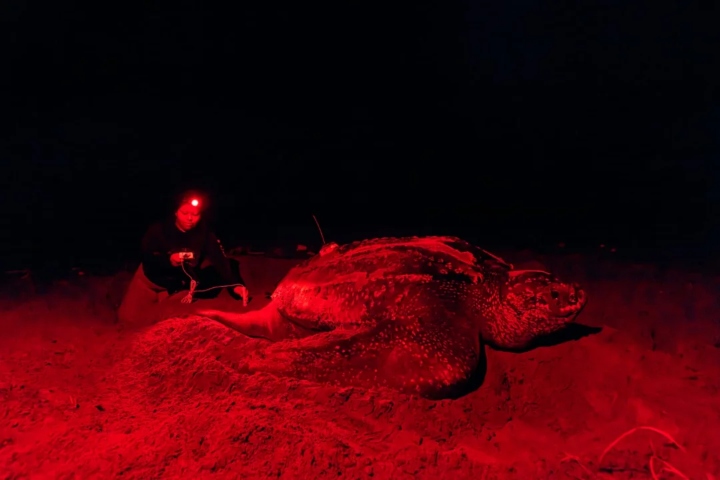 2. Avistamiento nocturno de tortugas en Panamá. Foto - @ibedialnatural (Instagram)