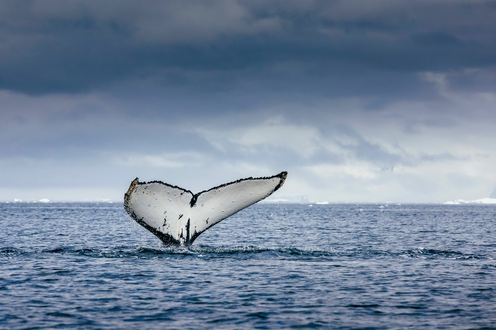 2. Cola de ballena jorobada. Foto - Archivo Quark Expeditions