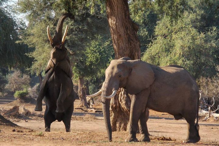 2. Elefante parado sobre 2 patas. Foto - Christa Nmi (Facebook)