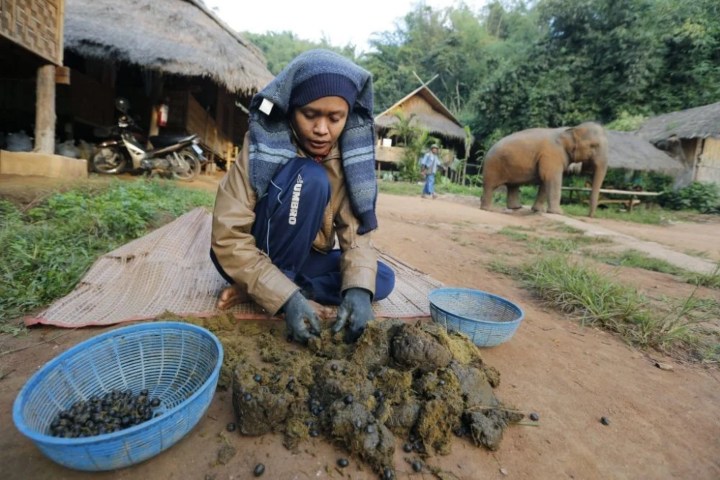 2. Joven recolectando granos para elaboración de Café Marfil Negro. Foto - Biggerplan (Facebook)