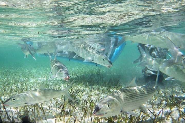 2. Macabíes. Foto - @bonefishtarpontrust (Instagram)