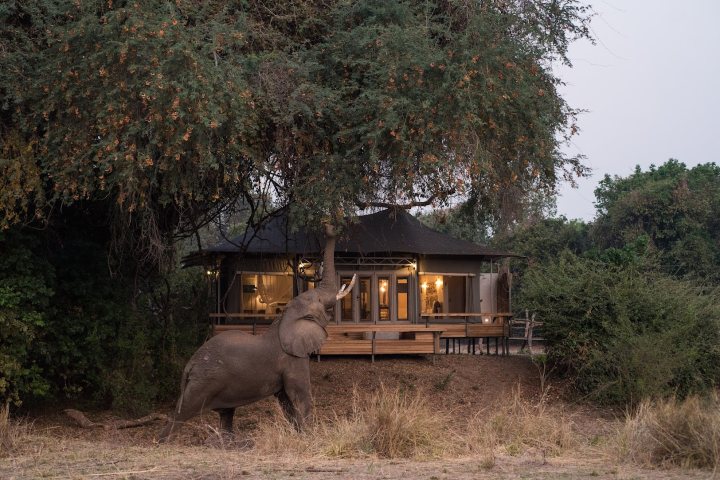 3. Elefante afuera del campamento Wilderness Chikwenya. Foto - Archivo Wilderness