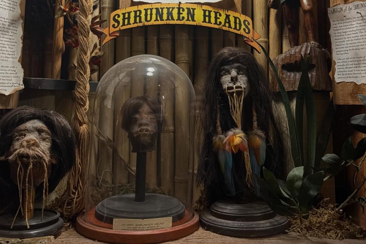3. Cabezas reducidas en Museum of Weird. Foto - @dracu1yssa (Instagram)
