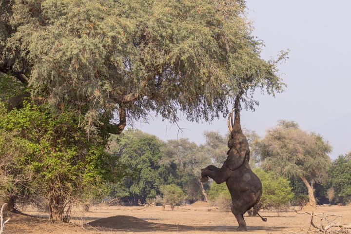3. Elefante comiendo en 2 patas. Foto - Michael Fiks (Facebook)