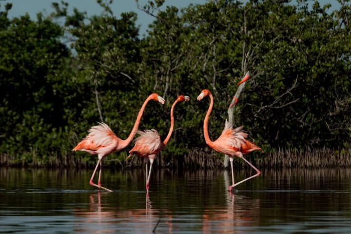 3. Flamencos en Isla Arena. Foto - @campecheturismomx (Instagram)