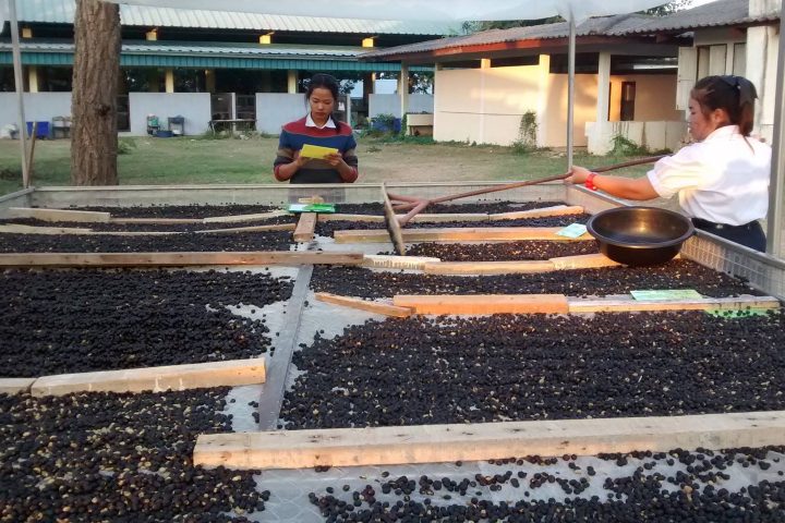 3. Proceso de rastrillado del Café Marfil Negro. Foto - Black Ivory Coffee (Facebook)