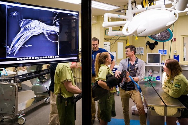 3. Veterinary Treatment Room. Foto - Disney Tourist Blog