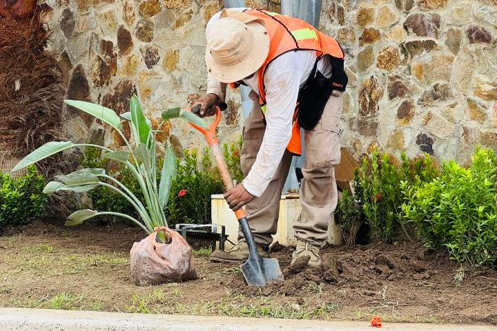 4. Siembra de plantas en Acapulco. Foto - @fonatur.infraestructura (Instagram)