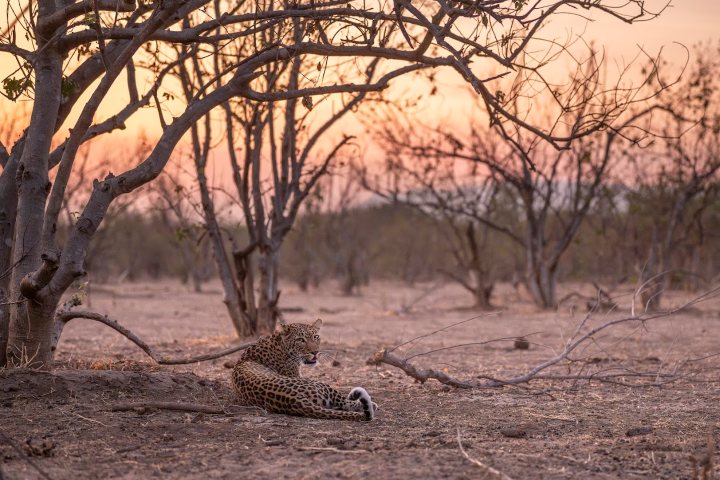 5. Leopardo en el Parque Nacional Mana Pools. Foto - Archivo Wilderness