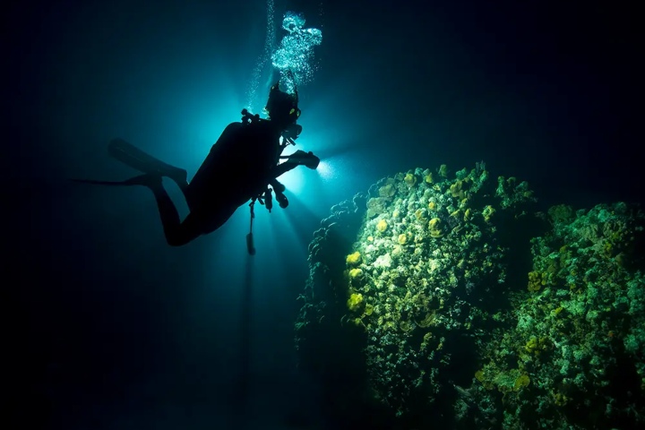 5. Buceo nocturno en Panamá. Foto - Bucealo Panamá