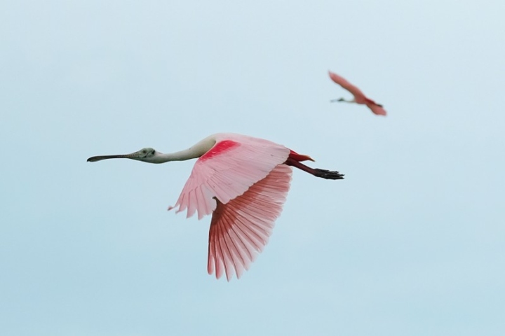5. Platalea ajaja en West Side National Park. Foto - Bahamas National Trust