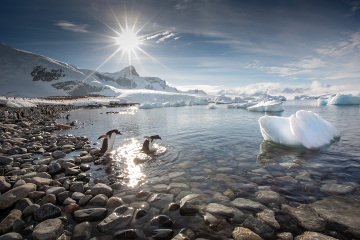 5. Pingüinos en la Isla Cuverville, en la región antártica. Foto - Archivo Quark Expeditions