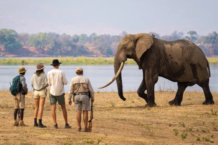 5. Safari a pie en Mana Pools. Foto - Robin Pope Safaris
