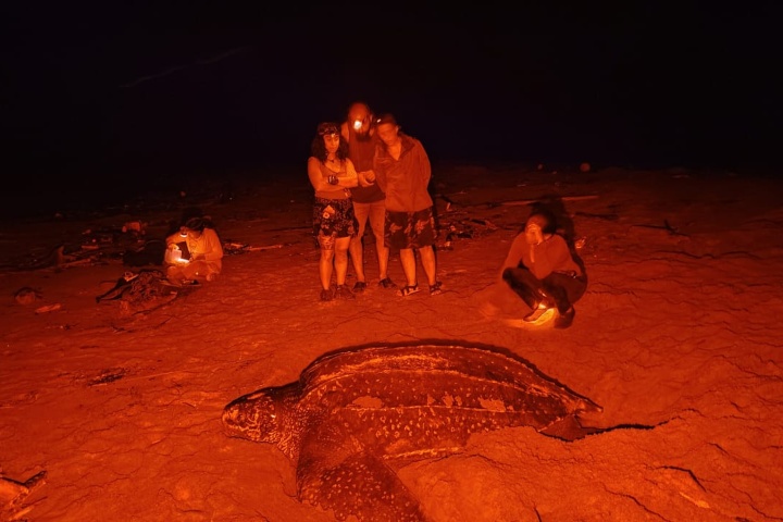 6. Avistamiento nocturno de tortugas en Panamá. Foto - @ibedialnatural (Instagram)