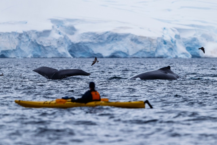 7. Avistamiento de fauna marina en la Antártica. Foto - Archivo Quark Expeditions