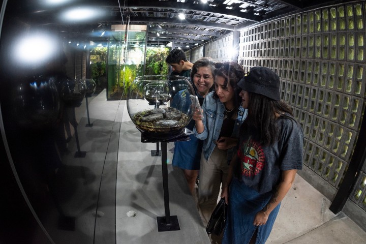 7. Visitantes en Wikiri Sapoparque. Foto - @wikirisapoparque (Instagram)