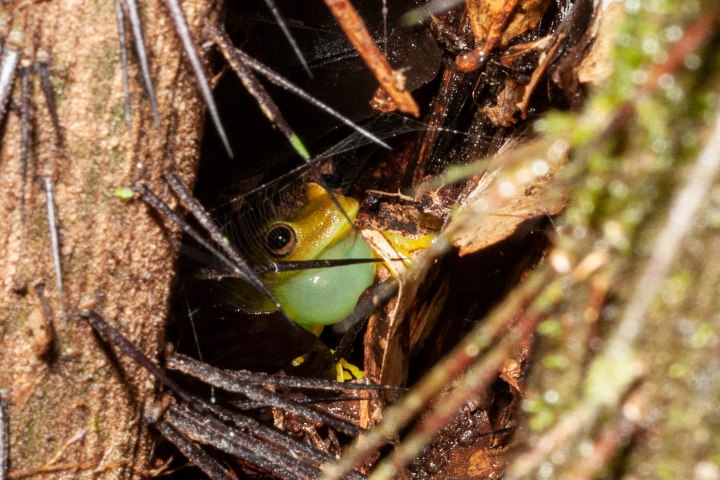 9. Anfibio en Wikiri Sapoparque. Foto - @wikirisapoparque (Instagram)