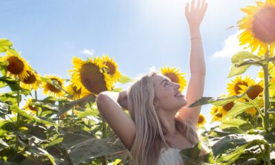 CAMPO DE GIRASOLES CON REHILETES