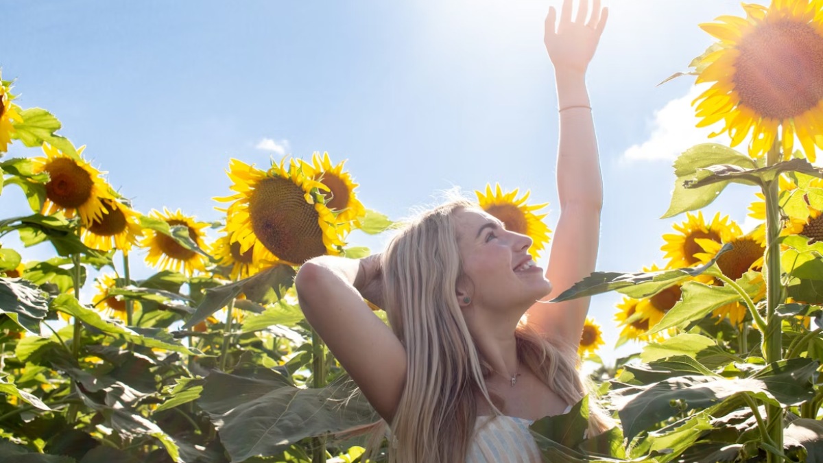 CAMPO DE GIRASOLES CON REHILETES