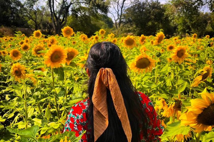 EXTRA. Campo de girasoles en Rancho Los Alamos. Foto - @rancho_los_alamos_tula (Instagram)