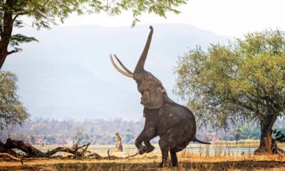 MANA POOLS NATIONAL PARK. Foto - The Points Guy