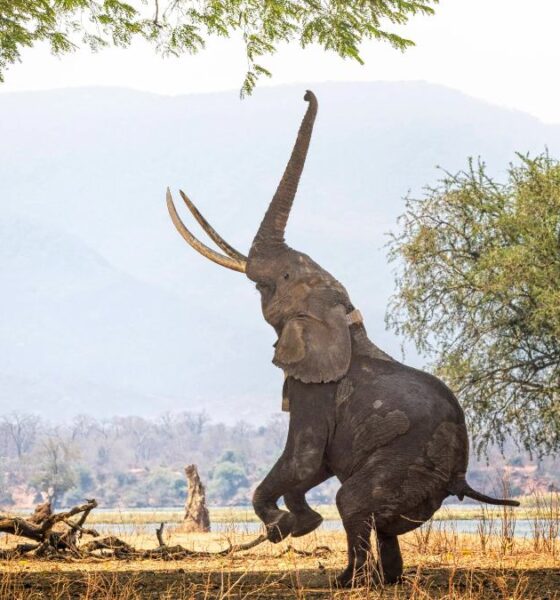 MANA POOLS NATIONAL PARK. Foto - The Points Guy